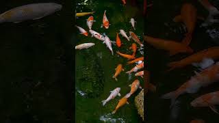 De privacy van een moslimbroeder respecteren is een vorm van aanbidding.