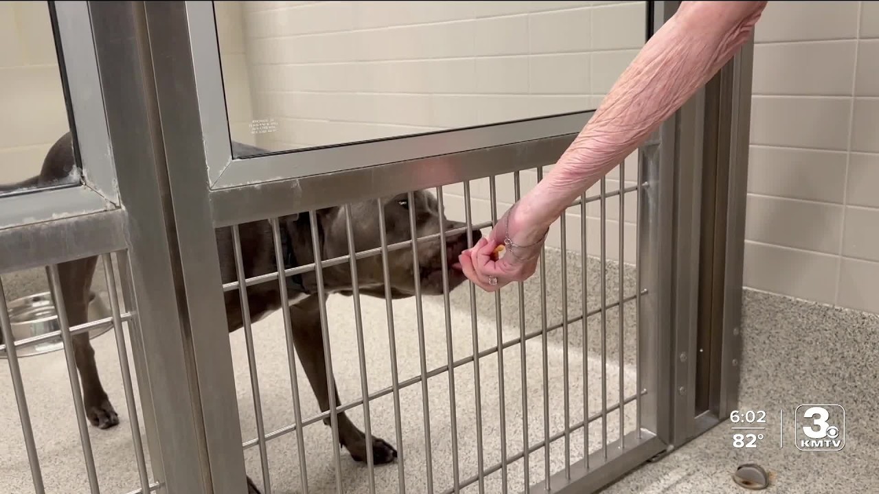 NHS experiencing staff, space strains after rescuing 79 animals