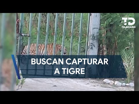 Localizan a tigre