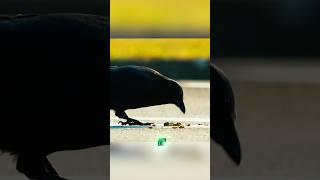 Crow’s IQ