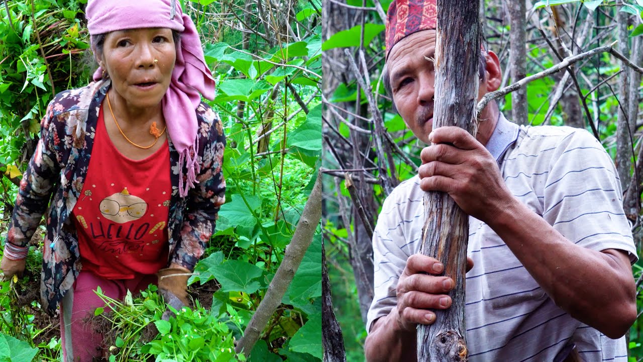 jungle man and his wife managing chayote farming @junglefamilycooking