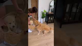 A gentle giant welcoming a tiny friend.#dog #puppy #doglife #wholesome #foryou