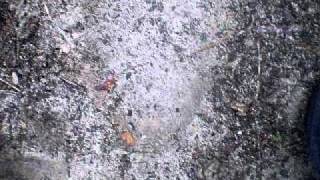 Skunk Ape Part:1