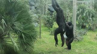 Jacksonville Zoo bonobo monkeys going CRAZY.