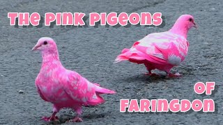 The Pink Pigeons of Faringdon