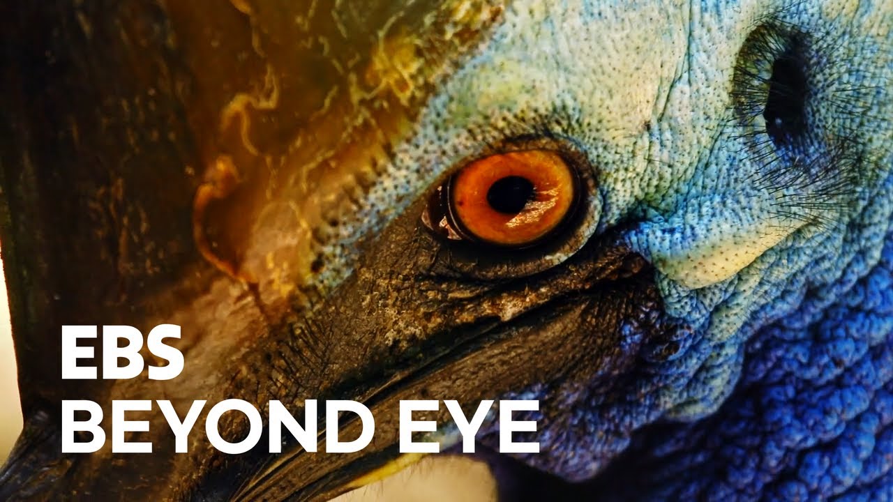 🦅 아기새와 어미새의 모습, 숲에서 살아가는 화식조