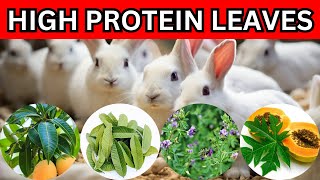 6 MOST Underestimated HIGH PROTEIN LEAVES  to Feed Rabbits for FASTER GROWTH and Rabbit WEIGHT GAIN