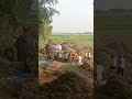 ধান মাড়াই চলছে। #farming #reels #trend #agriculture #cultivation #paddy #arialbeel #farmer