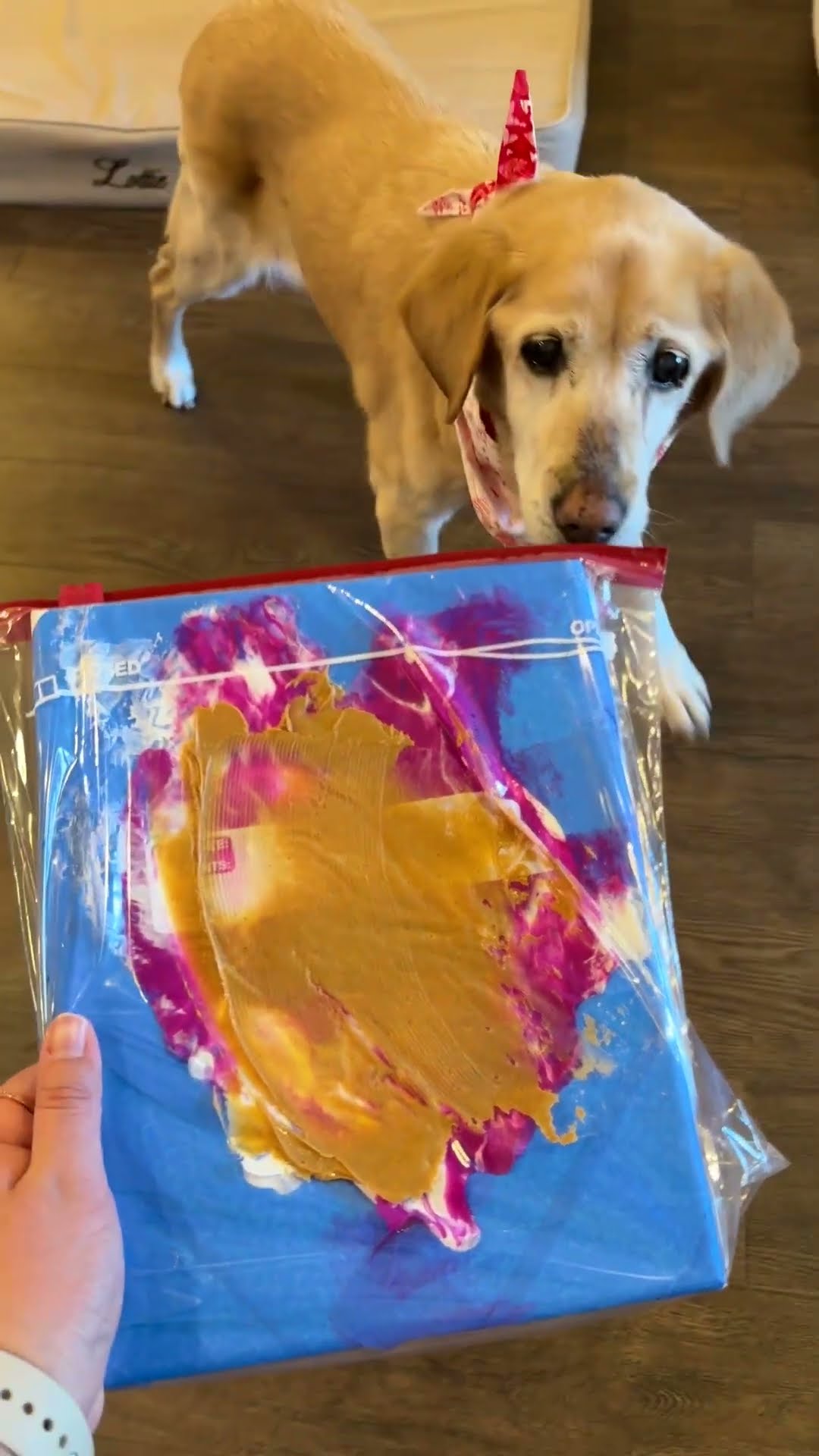 DIY Pet Valentine's Day Cards | The Pack