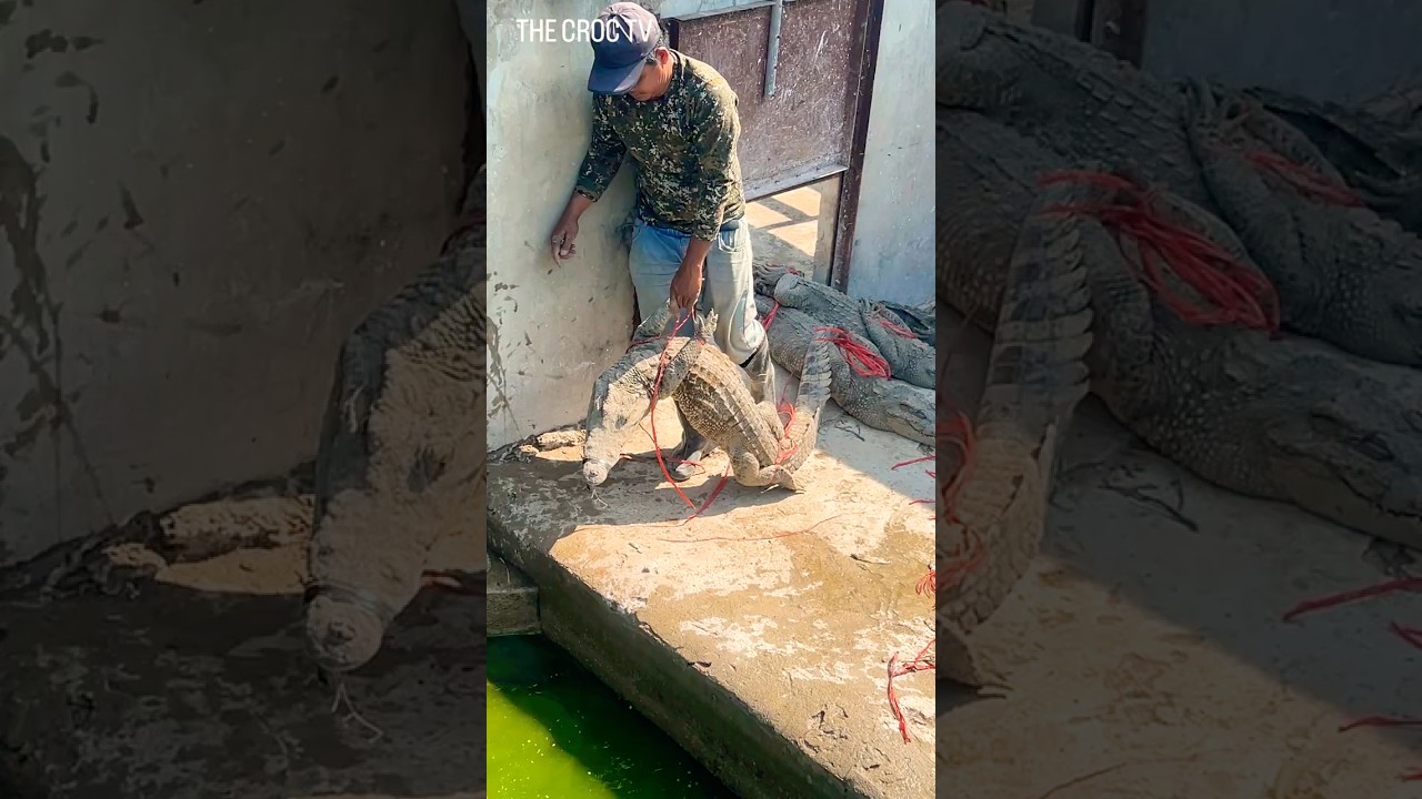 Рабочие выпустили крокодила в воду. 