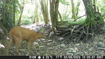 PH810W trail camera