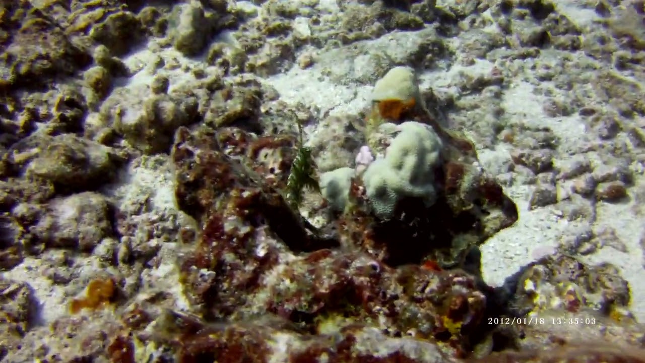 Green rock mover Weasse or Green Dragon Wrasse