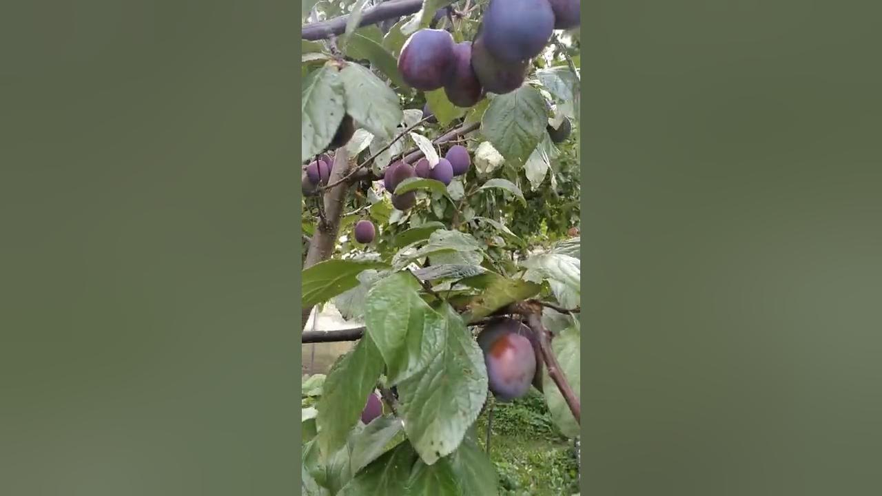 Слива Блю Фри. - YouTube