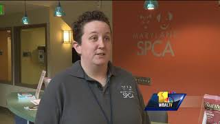 Video: Clear the Shelters event waives pet adoption fees