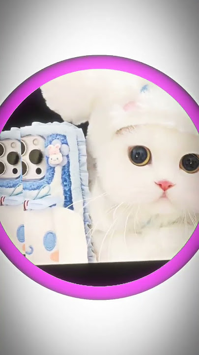 gemes banget ฅ՞•ﻌ•՞ฅ #lewatberanda #cat #harusberanda #subrek #cute #ulyakhumairoh