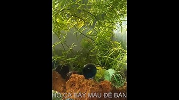 HỒ CÁ BẢY MÀU ĐỂ BÀN #shorts #tiktok #trieuview #cá #cảnh #canhạc | Cá cảnh Triệu View