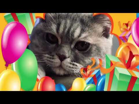 「猫が喜ぶ映像：🥰素晴らしいクリップはすべてメンバーチャンネルにあります👇🏻🥰いつも動画楽しく観てます 🐈🐈‍⬛可愛い猫ちゃんに毎日癒されてます🙏🏻」的副本