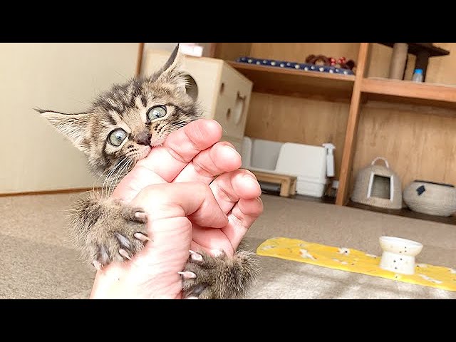 食事中に突然暴れる子猫 Youtube