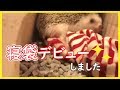 【ハリネズミ】寝袋デビューしてみたよ【hedgehog】