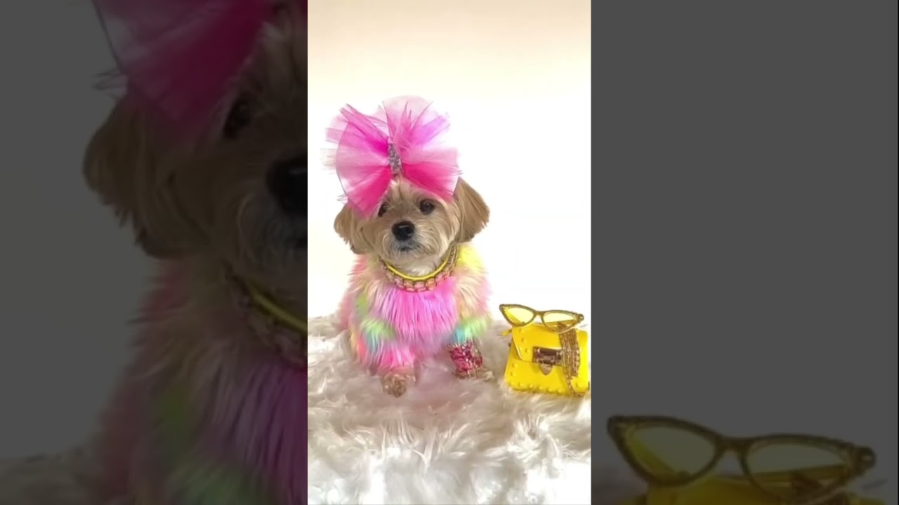 LUXURY dog accessories at AFFORDABLE Prices🔥🔥💖 model: Clara 