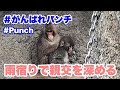 パンチくん、雨の日は雨宿りで親交を深める 2026.03.03 市川市動植物園 #がんばれパンチ
