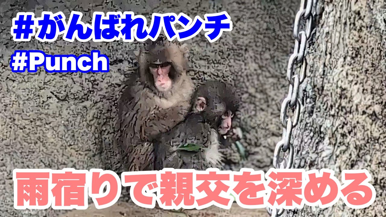パンチくん、雨の日は雨宿りで親交を深める　2026.03.03 市川市動植物園 #がんばれパンチ