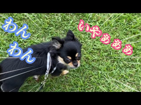 【絶景&遊べる!!】タングラム斑尾へ行きました!ワンちゃんに吠えられパニック💦 【絶景&遊べる!!】タングラム斑尾へ行きました!ワンちゃんに吠えられパニック💦