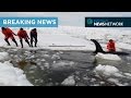 Eight-hour rescue frees trapped orcas