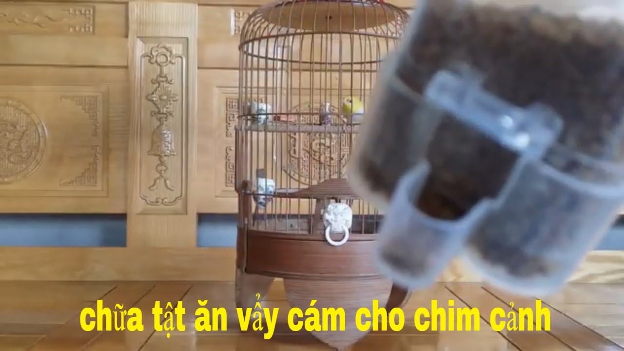 cách chữa tật vẩy cám cho chim cảnh tốt nhất