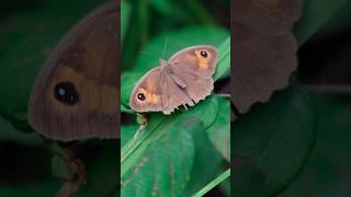 Moths aren't attracted to light