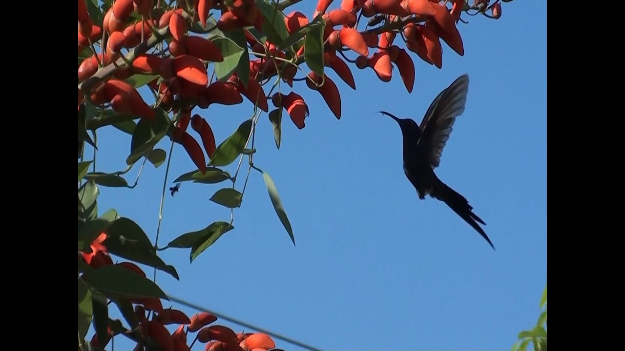 Plantas que atraem beijaflores, Acácia, Brinco de princesa, Flores, Jardins, YouTube Plantas que atraem beijaflores, Acácia, Brinco de princesa, Flores, Jardins, YouTube