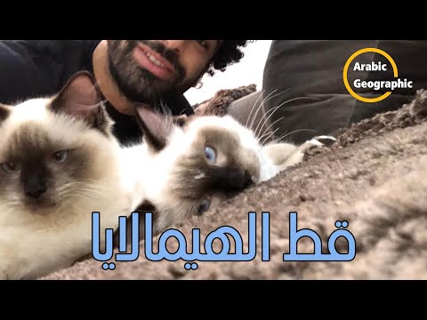 قط الهيمالايا وتاريخ سلالته الحيوانات والحياة البرية
