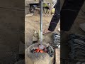 Heating the castration blade before tempering—precision begins with the perfect flame #dodossawit