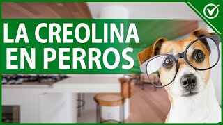 ¿Qué es y Para qué Sirve la Creolina en los Perros? ¿Es Tóxica?