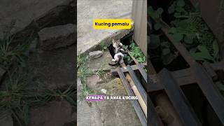 Kucing pemalu#kitten#cat#catvideos#shortcat#pets#fyp#viralcats#virallshort#funnycats#funnyshorts