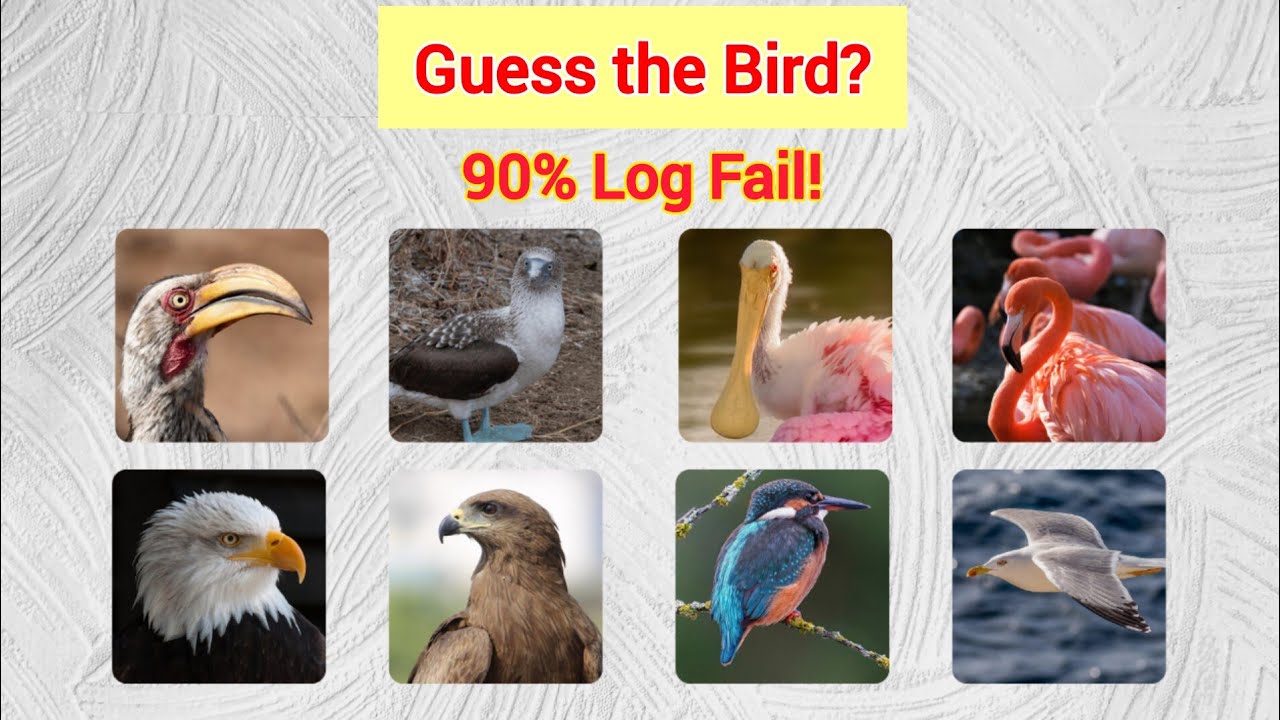 Birds Quiz in Urdu | Guess the Bird 🐦 | 5 Seconds Challenge | AR Quiz