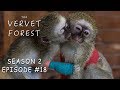 Baby Monkeys Injured in Fight // Vera Meets New Foster Moms - Vervet Forest - S2 Ep18