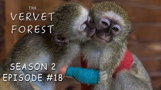 Baby Monkeys Injured in Fight // Vera Meets New Foster Moms  Vervet Forest  S2 Ep18