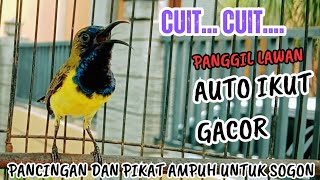 Salinan dari PANCINGAN SOGON GACOR NGLEPER ‼️AMPUH untuk pancingan sogon bahan