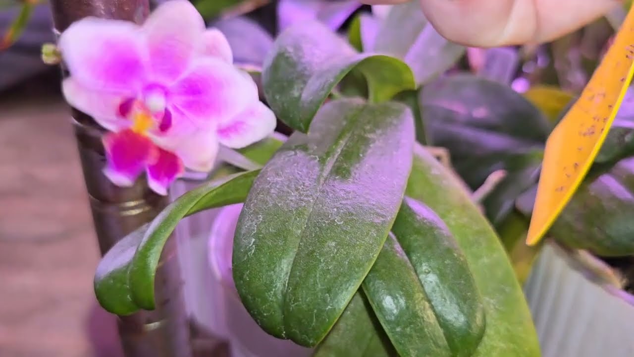 Phal Friday! Spider mite talk...some blooms!