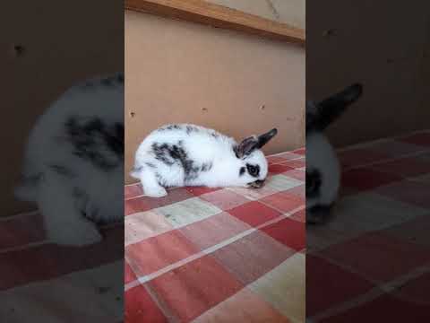Video: Smoke Pearl Rabbit