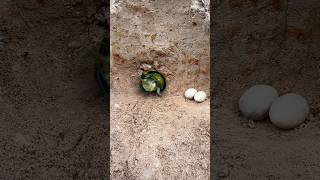 Parrot trap bird wildlife shortsyoutube shortsviral trap
