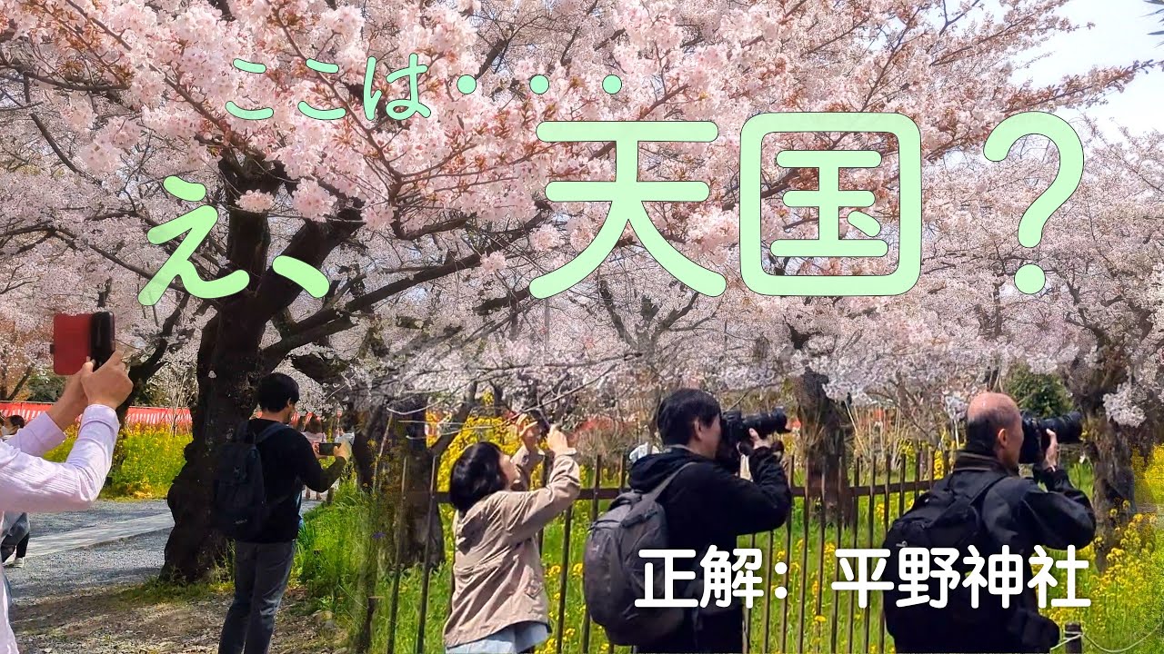 必見【平野神社の美のコラボ】桜だけで春は終われない
