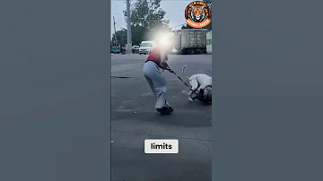 Never Provoke The Wrong Dog Dogo Argentino Vs Malinois 