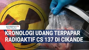 Kronologi Udang Terpapar Radioaktif CS 137 di Cikande,Ini Penyebabnya...