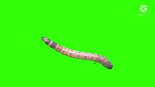 Green screen Worm