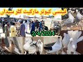 Fancy pigeon market kallar syedan  latest update  242024  fancy kabootar price  kabutar bazar