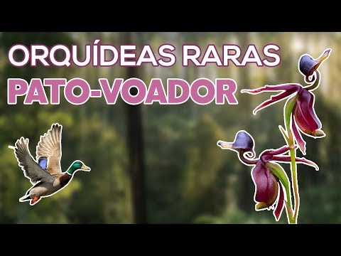 Vídeo: Fatos sobre orquídeas de pato voador: informações sobre o cultivo de orquídeas de pato voador