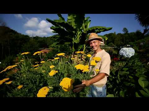 Video: Dove cresce l'achillea?