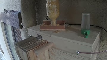 Bird Nestbox ❀  (Tree Sparrow)(Passer montanus)04.27.2021